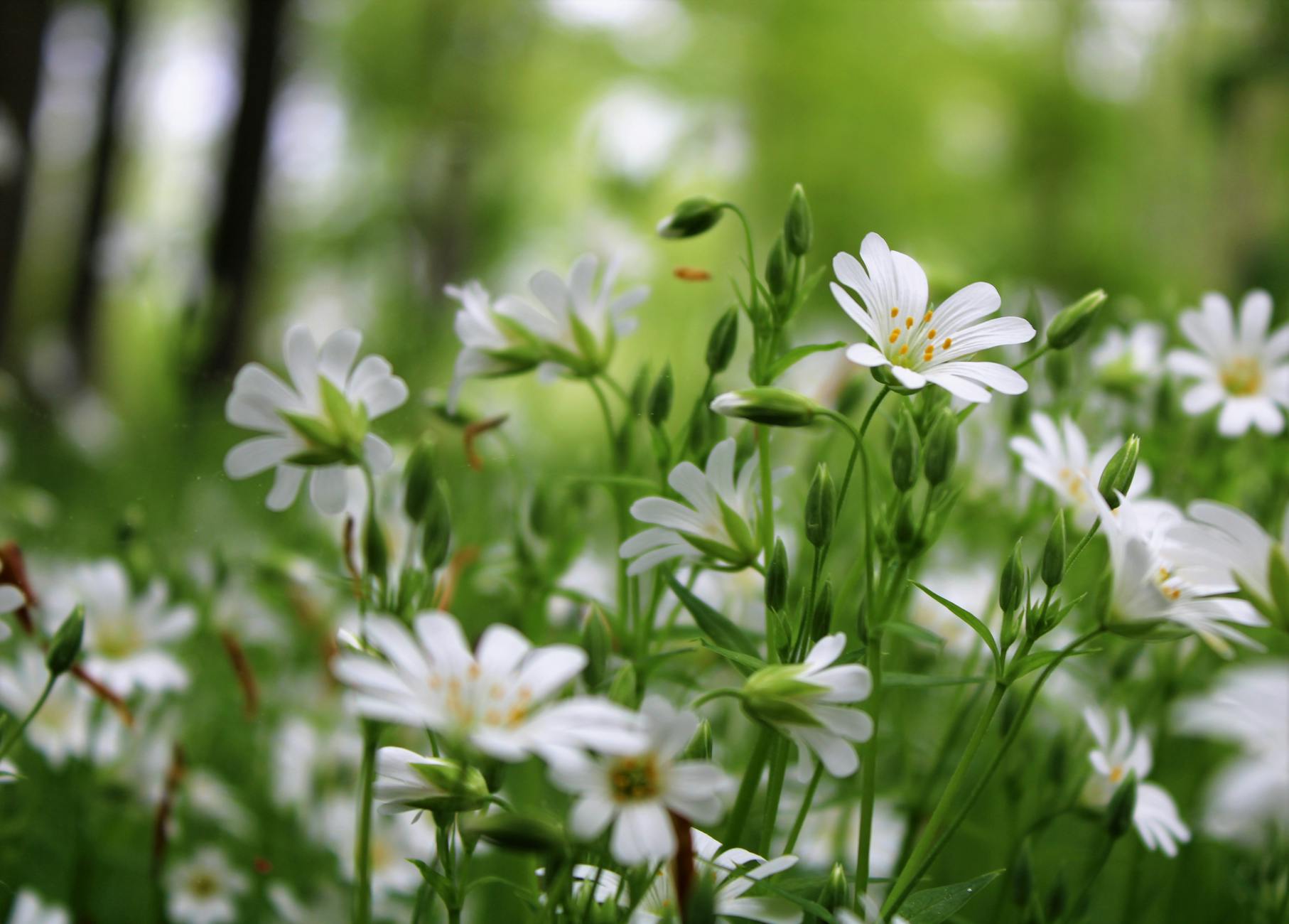 Ansigtsløft behandling i Vejle Øst - find klinik